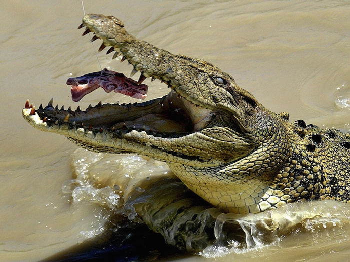 Крокодил попался на приманку